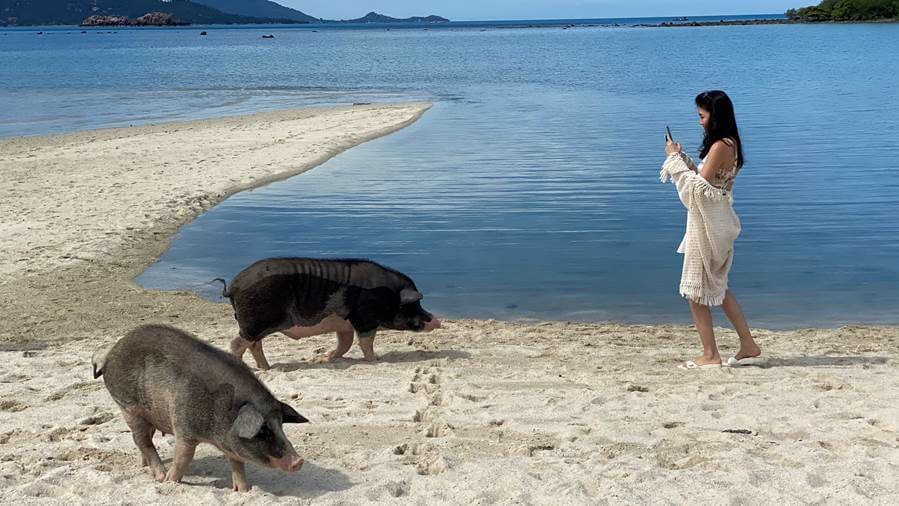 Koh Matsum's cuddly pigs have quickly become models for social media. (Photo courtesy of Richard Barrow/ https://www.richardbarrow.com/)