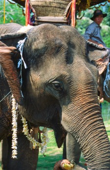 Villa Maly Debuts ‘Elephant Encounters’