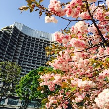 Tokyo’s Cherry Blossoms Inspire Hotel Package