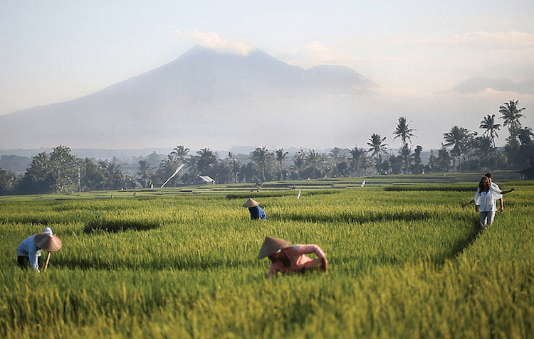 Soori Bali is surrounded by rice fields under the gaze of Bali’s second highest mountain, Mount Batukaru.