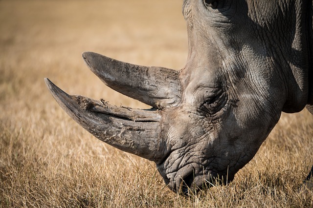 Rhino Horn Can’t Kill Cancer,  but it Can Disfigure Your Reputation