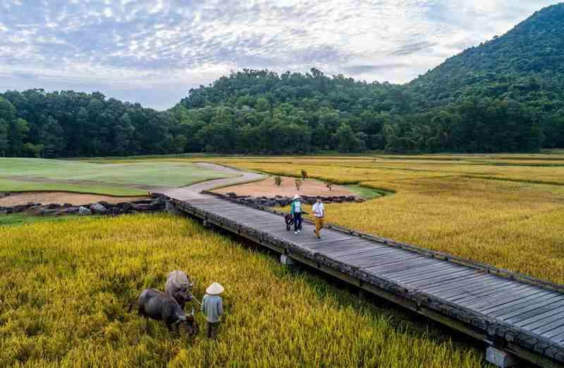 Native rice paddies, tended by water buffalo, add a sense of place to the layout