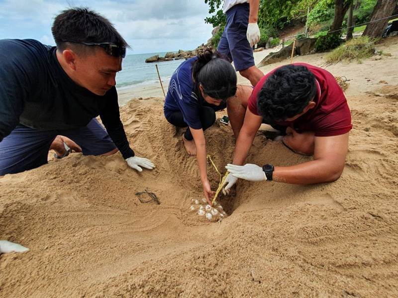 A nest containing over 100 turtle eggs, which was discovered on the beachfront at Banyan Tree Samui.