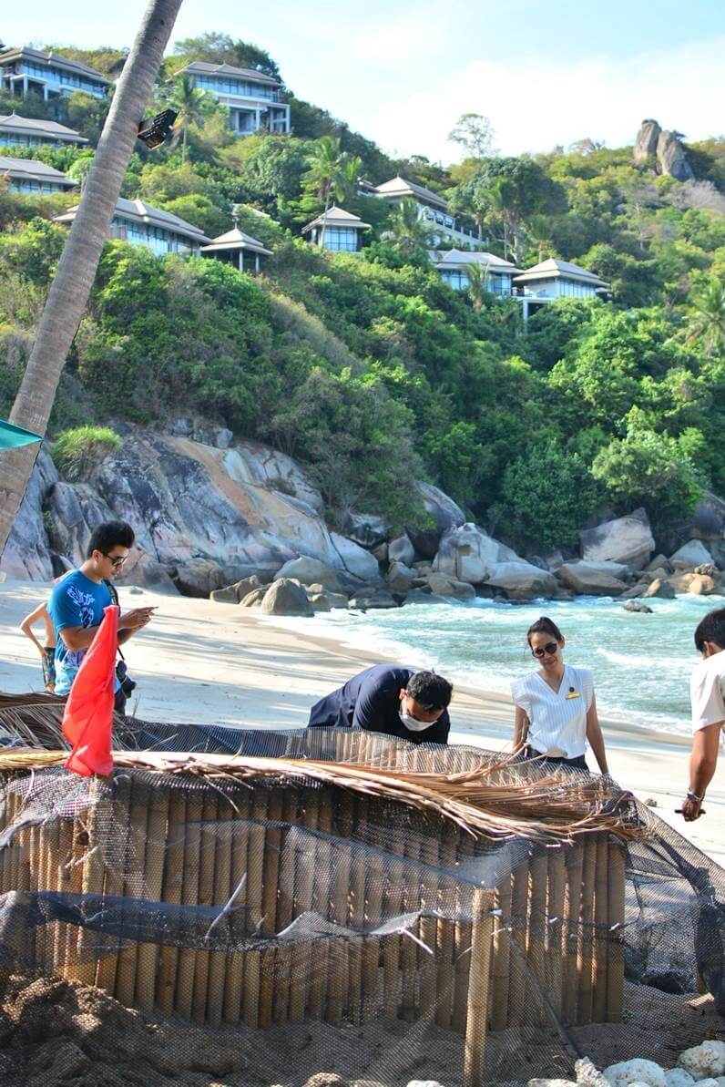 Banyan Tree Samui's CSR team had erected a fence around the turtle nests to protect the eggs from predators.