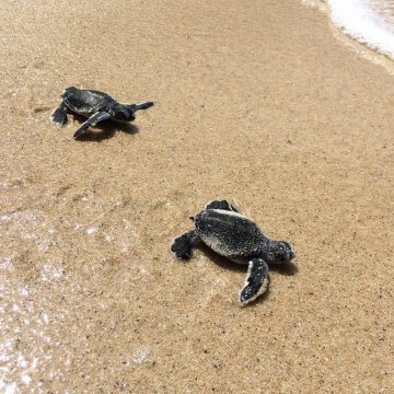 Newborn green turtles begin life with an immediate sprint to the sea.