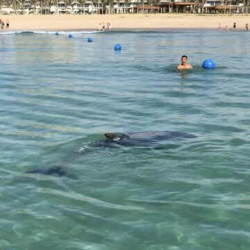 Dolphin Stuns Beachgoers at New Alma Resort in Cam Ranh