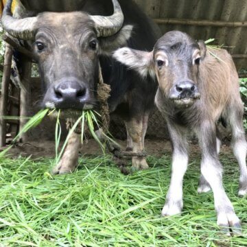 Baby Lulu (right) is the latest addition to the now five-strong family of water buffalo at Laguna Golf Lang Co