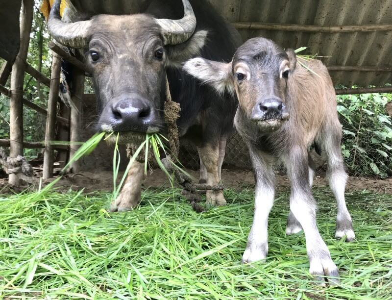 Baby Lulu (right) is the latest addition to the now five-strong family of water buffalo at Laguna Golf Lang Co