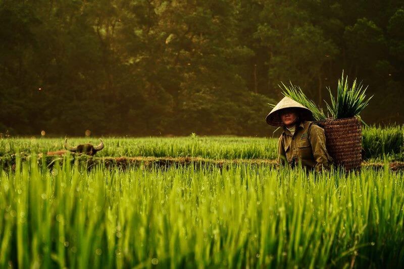 The expanded family helped harvest a record harvest haul of 28 tonnes of rice this winter