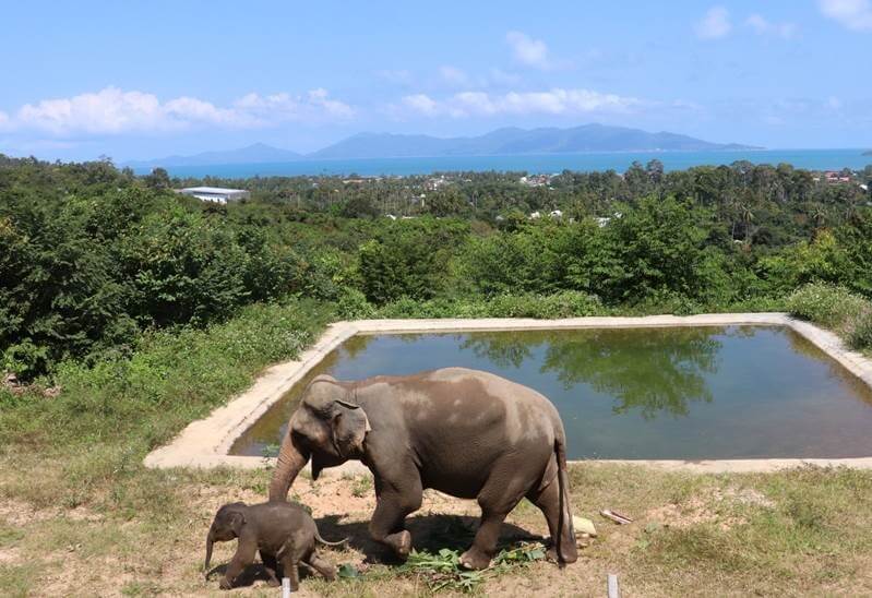 The formation of the community farm was spurred by news that ethical elephant sanctuary Samui Elephant Haven was struggling to feed its herd of 21 elephants in the wake of a dramatic downturn in tourist numbers to the island due to the global pandemic.