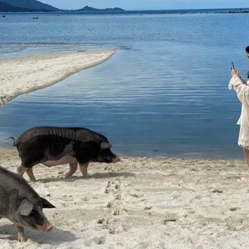 Koh Matsum's cuddly pigs have quickly become models for social media. (Photo courtesy of Richard Barrow/ https://www.richardbarrow.com/)