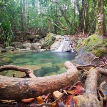 The forest in Khao Ngon Nak National Park is a labyrinth of streams, waterfalls, plants and wildlife.