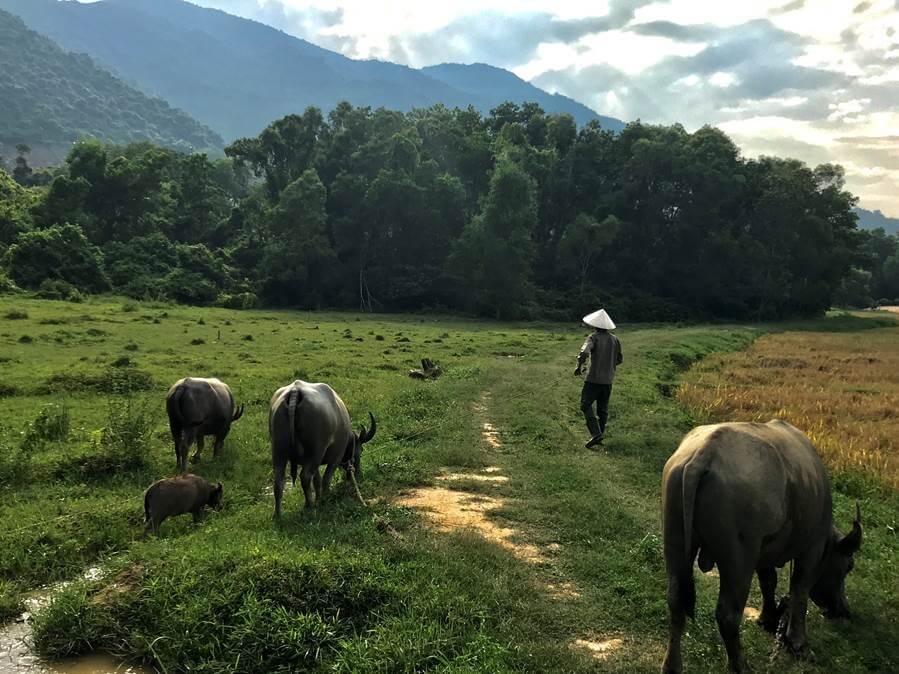 Green innovations include installing a family of water buffalo as bio-mowers on the golf course