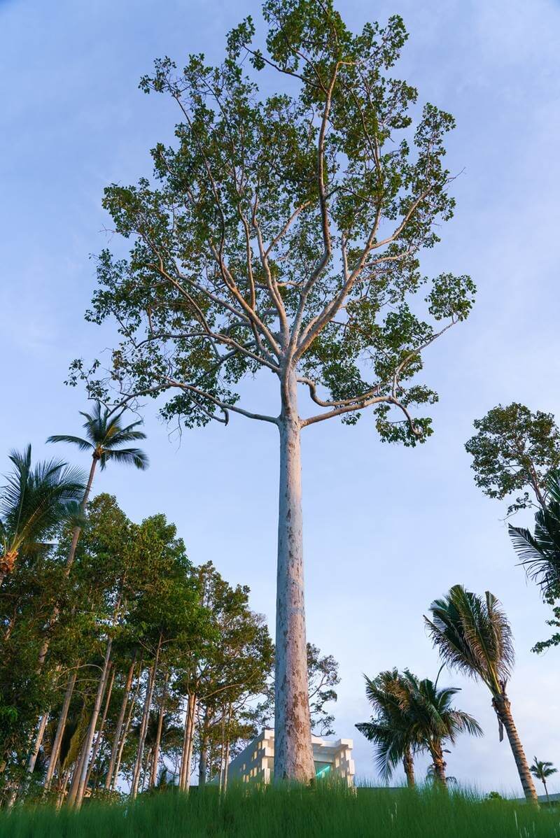 Native yangna trees that once served as navigational markers for local fishermen are a unique feature