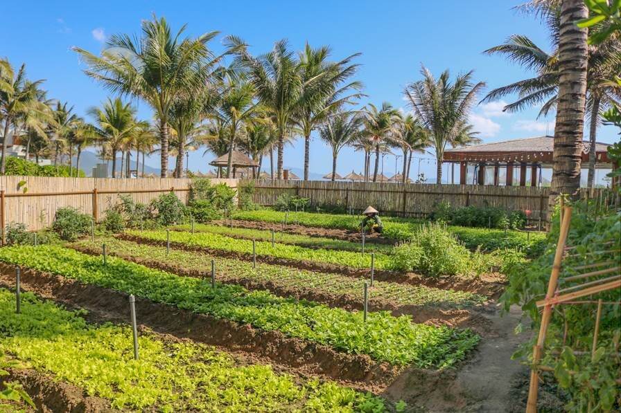 Mr Thinh and his team of green thumbs have transformed parts of the 30-hectare resort into a 1000sqm nursery garden, a 260sqm chicken farm and a 180sqm herb garden (pictured)