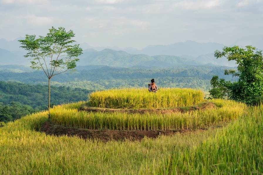 Avana Retreat Terraced Rice Fields