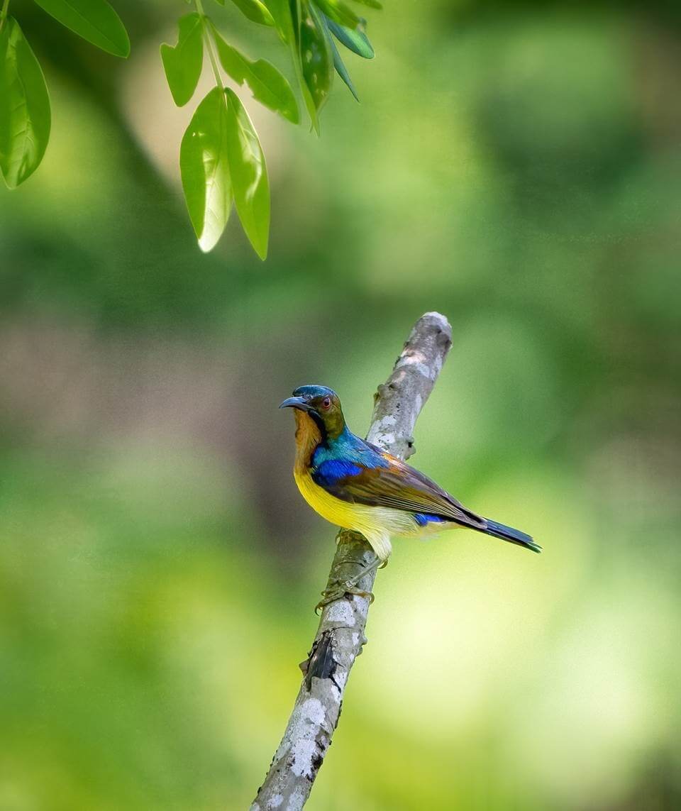 The lush forests at Laguna Lang Co provide a habitat for 15 different bird species
