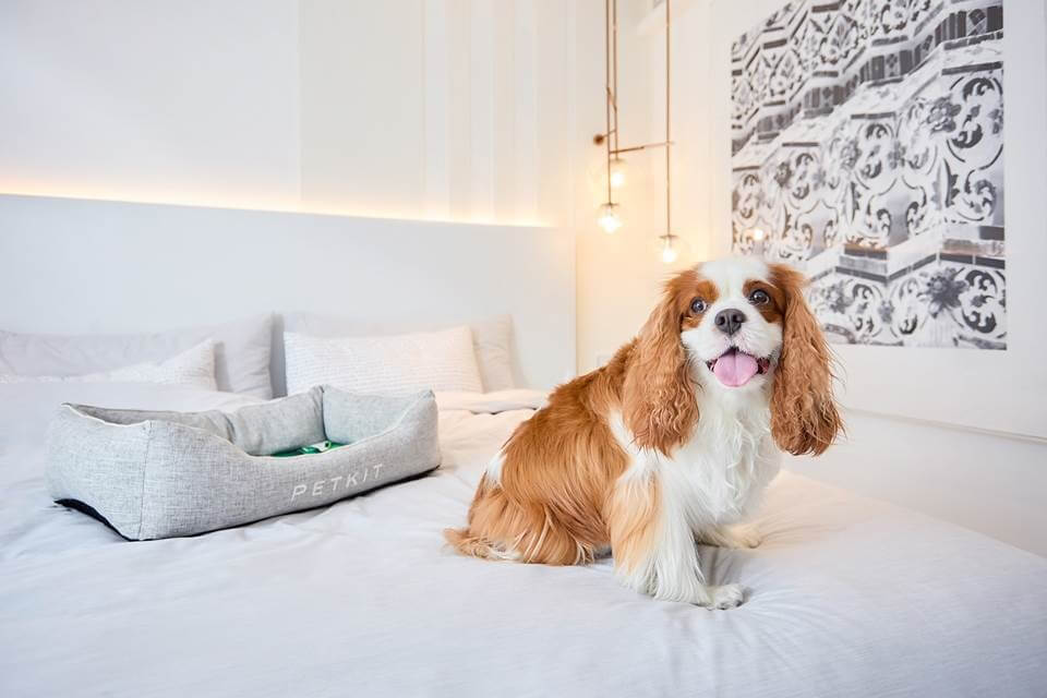 INNSiDE by Meliá Bangkok Sukhumvit is offering the “paw-fect” stay for fur parents and their four-legged mates with the introduction of its Pet Friendly program.