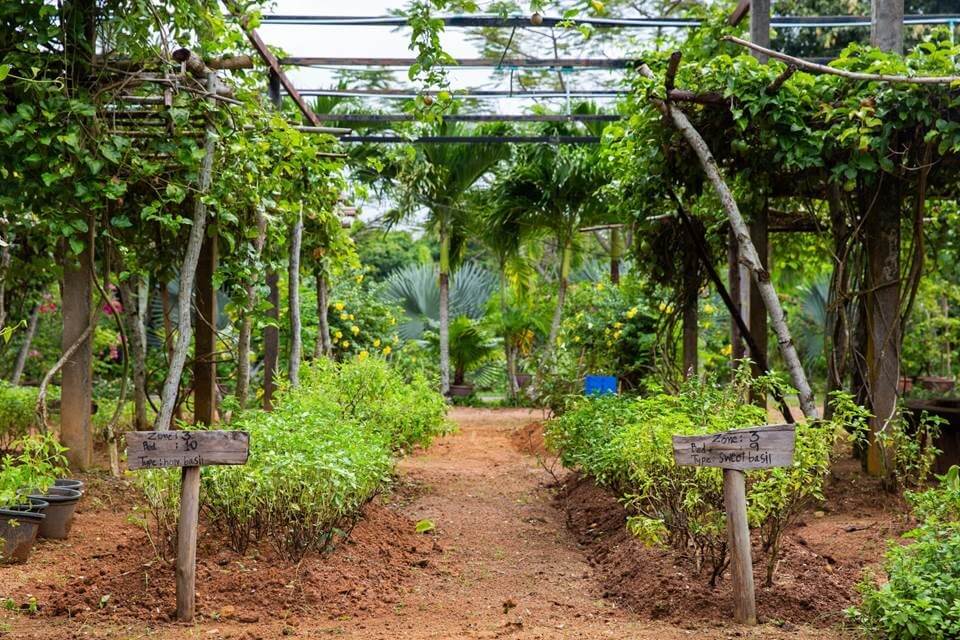 The 16,000 sqm Pru Jampa organic farm is the source of much of the produce used at MICHELIN-accoladed dining venues PRU and JAMPA