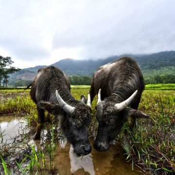The iconic water buffalo bio mowers at Laguna Golf Lang Co will soon benefit from a new storm shelter