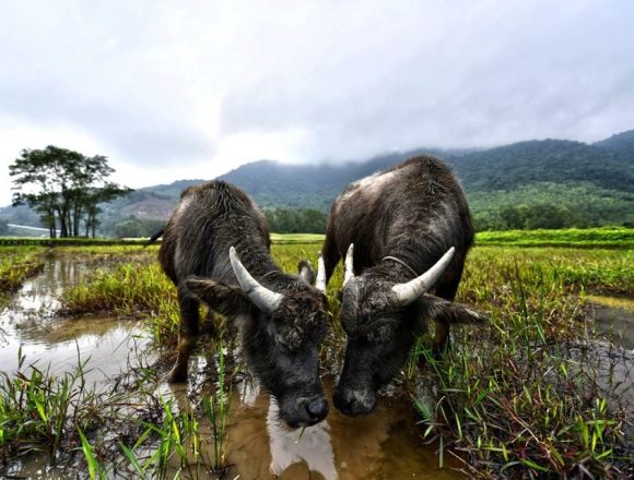 The iconic water buffalo bio mowers at Laguna Golf Lang Co will soon benefit from a new storm shelter